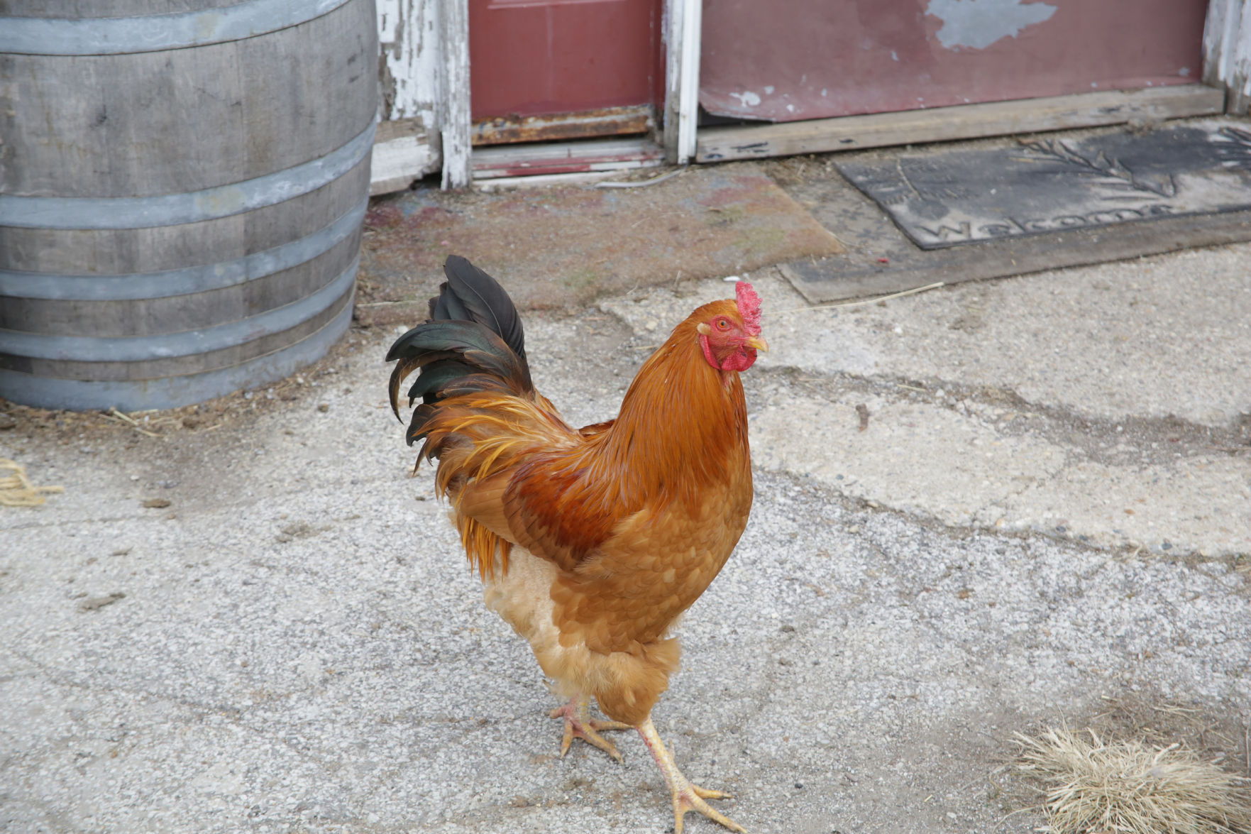 Erin's Farm animal sanctuary